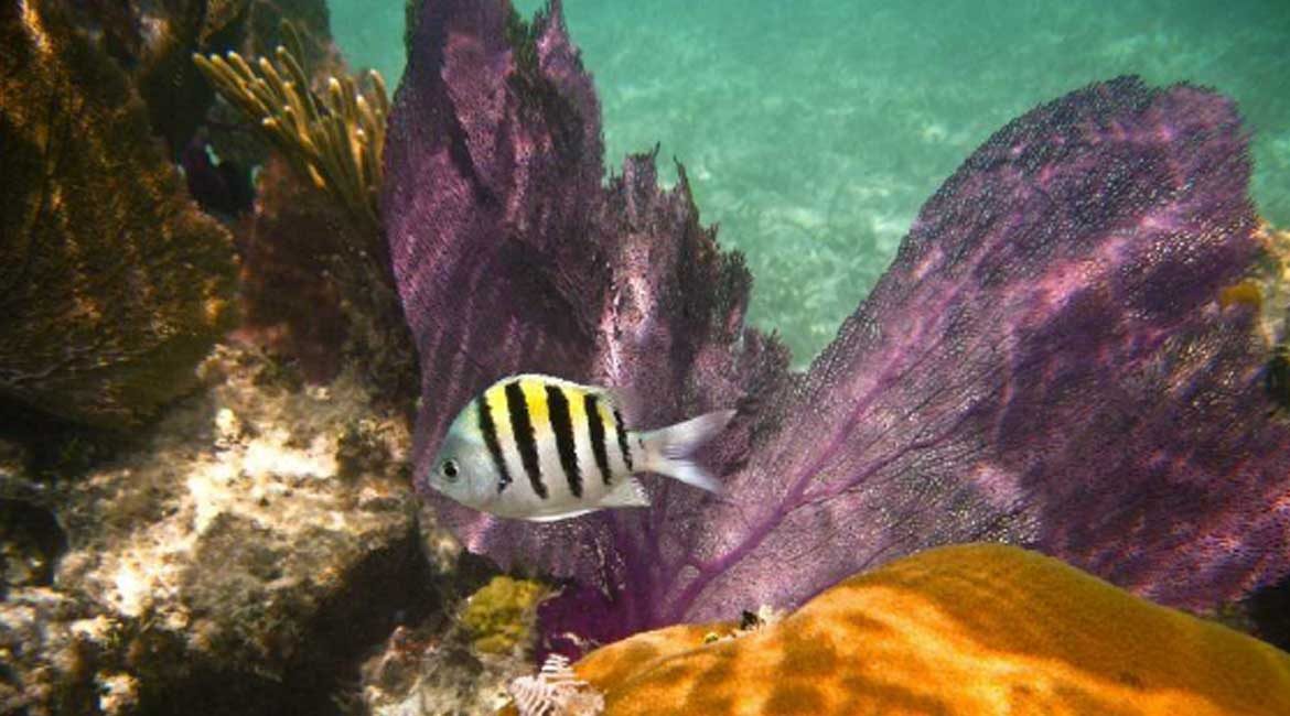 Caribbean Regional Fisheries Mechanism