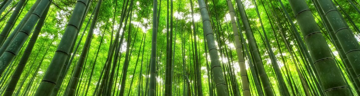 Bamboo forest with sunlight shining through.