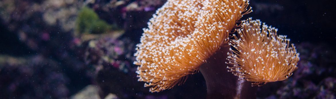 Belize Delegation visits Australia's great barrier reef in effort to bolster expertise in world heritage conservation.