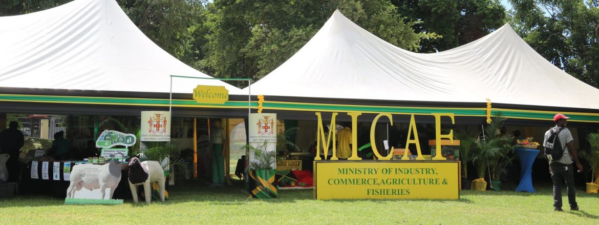 Ministry of Industry, Commerce, Agriculture and Fisheries Jamaica. MICAF even with tents set up in a field.