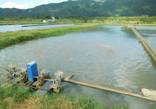 Algix Jamaica Ltd. fish feeding in the field.