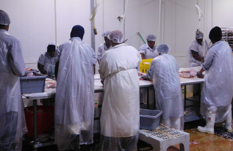 Algix Jamaica Ltd. processing floor.