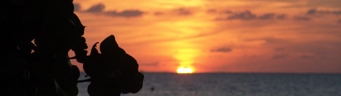 The sun setting on the ocean with the dark outline of a tree on the left foreground.
