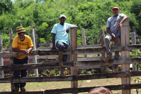 Fred M. Jones Estates Cattle Guys Al, Otis and Gregory.