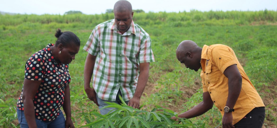 Fred M Jones Estates Miss Merl Righteous and Murray with a Cassava tree.