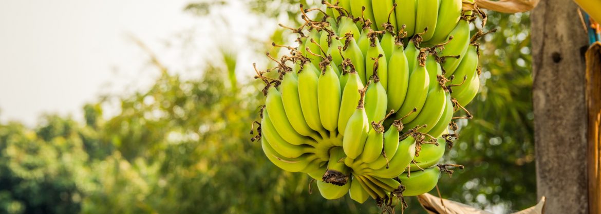 Caribbean Products Allowed Extended Duty-Free Access to United States Market. Photo of a bunch of bananas on a tree.