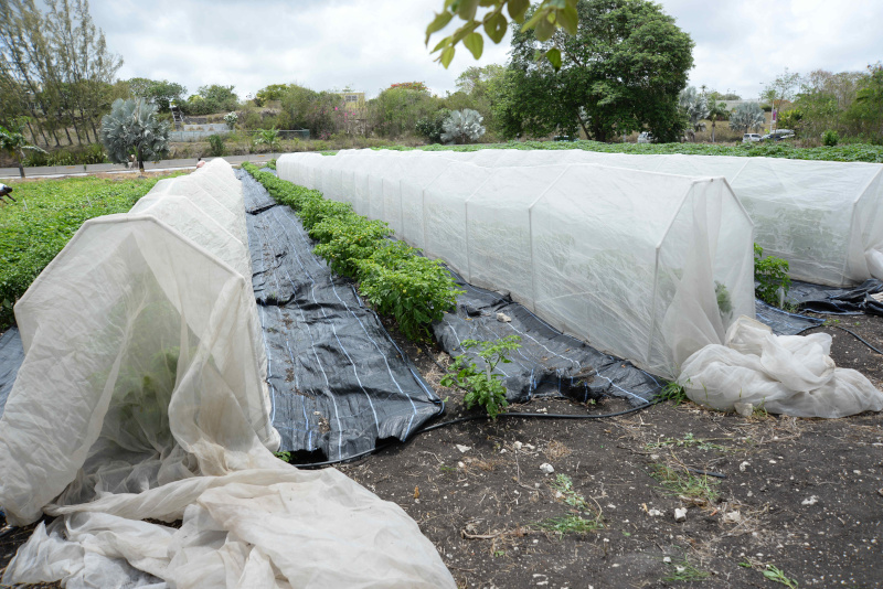Caribbean Agriculture Research and Development Institute (CARDI)