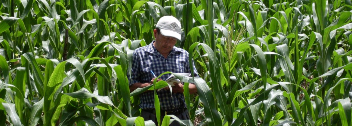 Caribbean Agriculture Research and Development Institute (CARDI) evaluation in a field