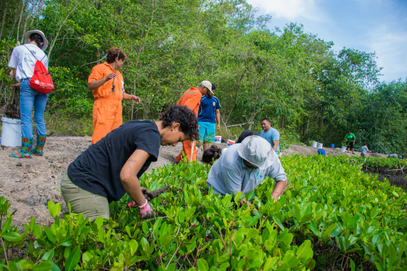 Trinidad & Tobago Ministry of Planning & Development Mangrove Replanting
